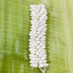 Jasmin