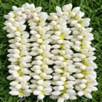JASMINE - Image 2